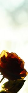 gele roos: stralend in resultaat